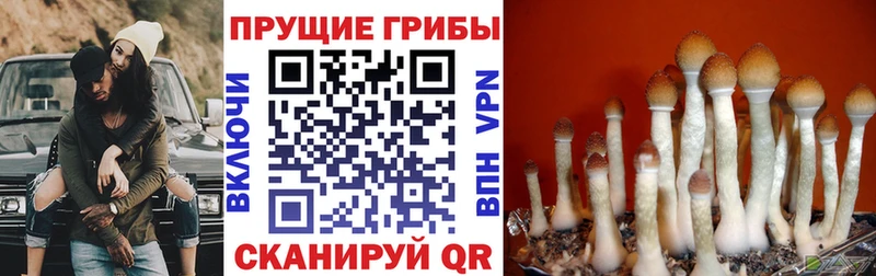 Галлюциногенные грибы GOLDEN TEACHER  кракен зеркало  Дегтярск 